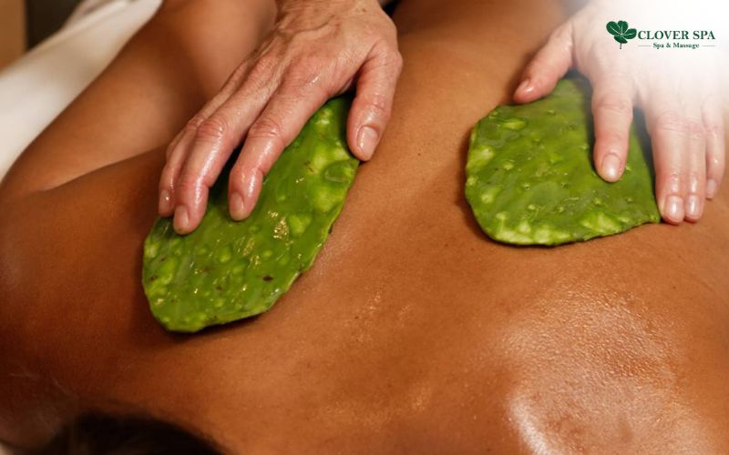 Khám phá Massage Xương Rồng độc đáo tại Clover Spa